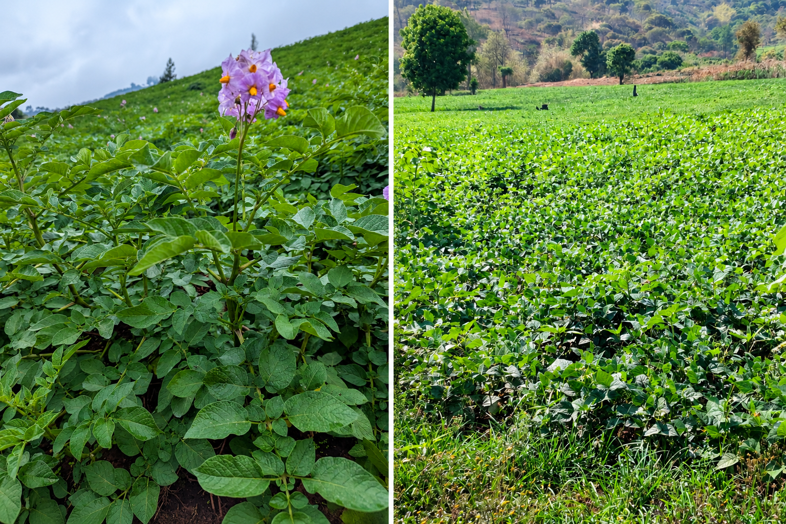 Exploring the Impact of Kambeta Farms on African Agriculture