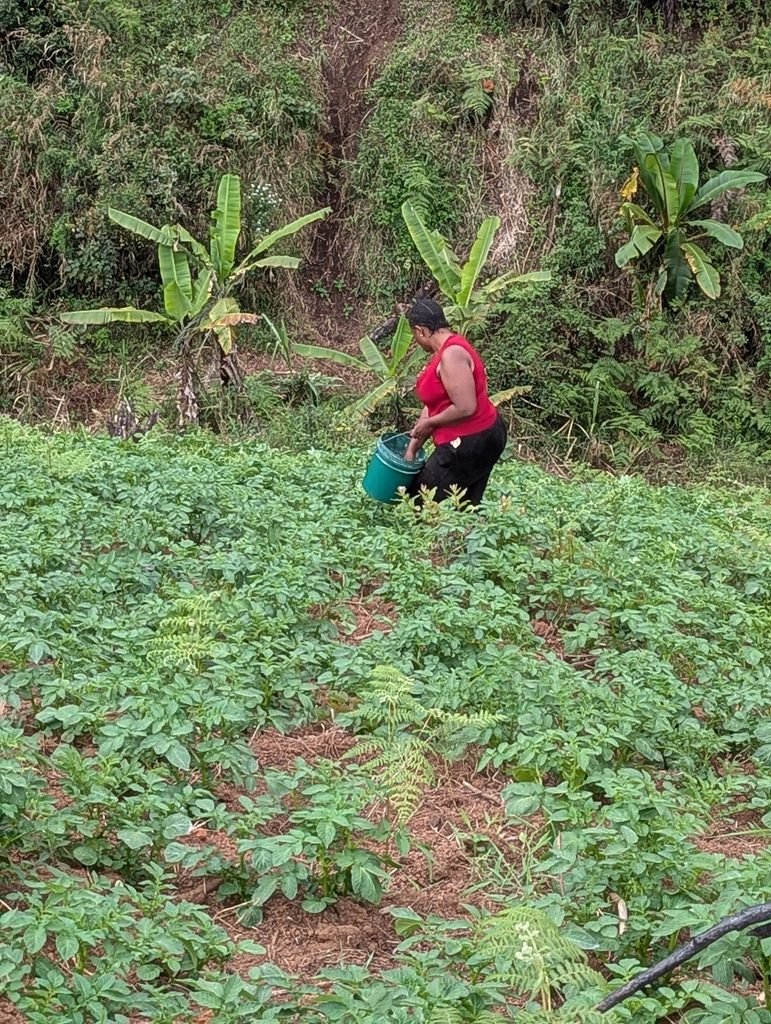 Farmer applying fertilizer in a cultivated Irish Potato field