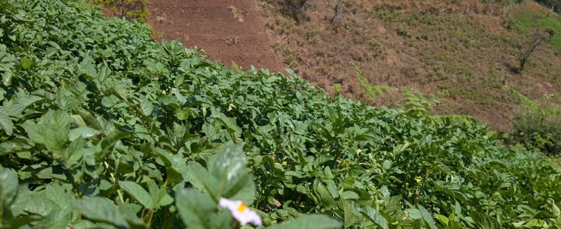 The Next Big Investment Isn’t in Tech. It’s in Ludewa’s Soil.