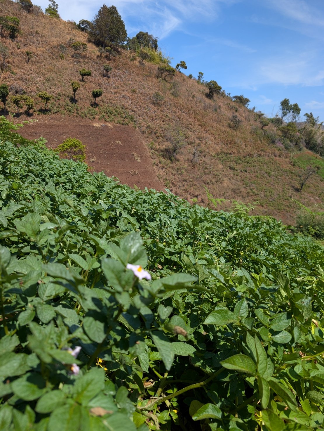 The Next Big Investment Isn’t in Tech. It’s in Ludewa’s Soil.