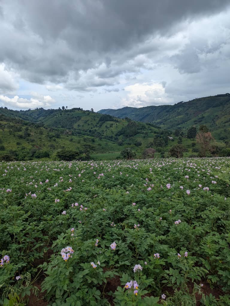 Expansive green agricultural fields of Irish potatoes across the Southern Highlands of Tanzania