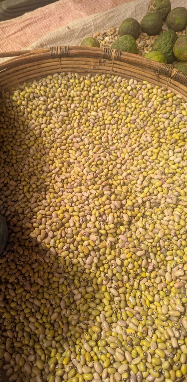 Harvested yellow beans arranged in a basket, showing the natural colour and texture of the beans.