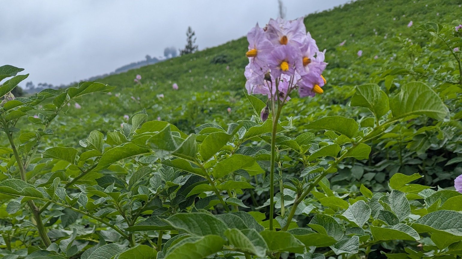 Irish potato field in Ludewa, Tanzania