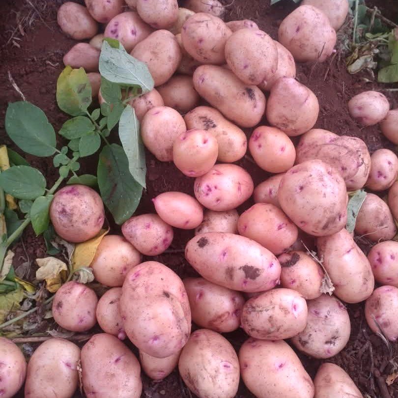 Freshly harvested Irish potatoes on the farm, with soil and potato plants visible.